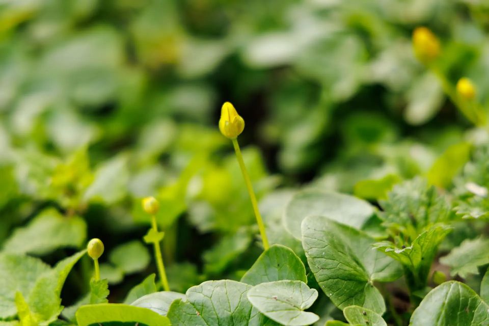 ������� �����������, � ��� ����������� ���� � ��������� ����