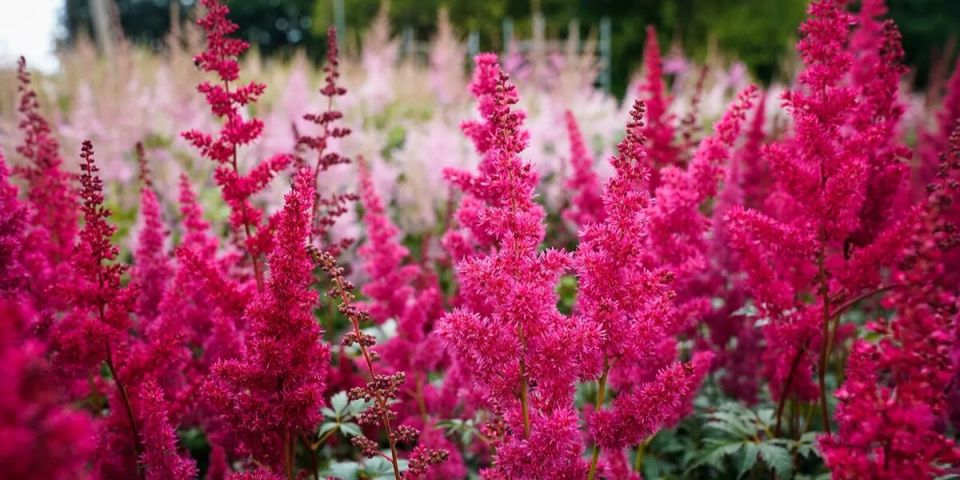 ������ ���� �� ���������: ������� ��� ������������ ��������