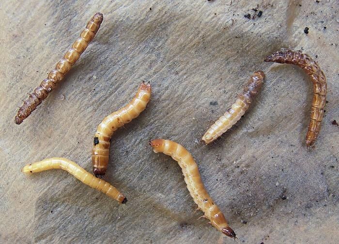 �����������: ������ ��� ������ ������ � ������ � ��� ������