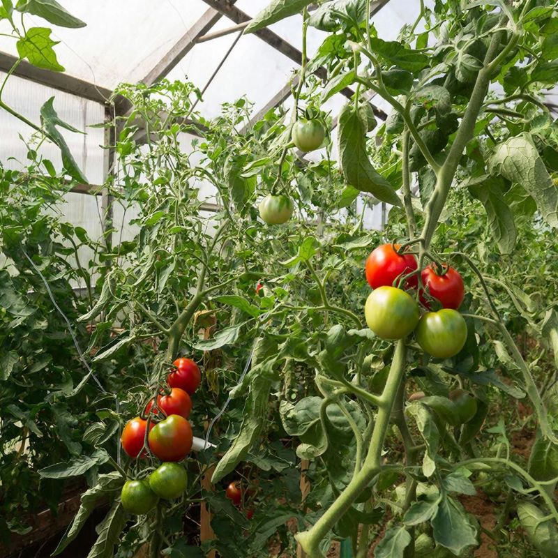 ������ ������ ��� ����� ���������: ����������� ��������� � �������