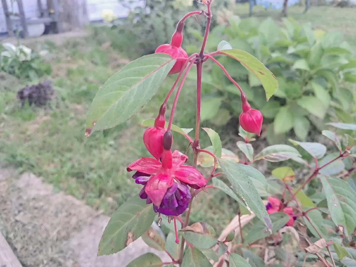 Фуксия на грани: советы по восстановлению здоровья и яркому цветению