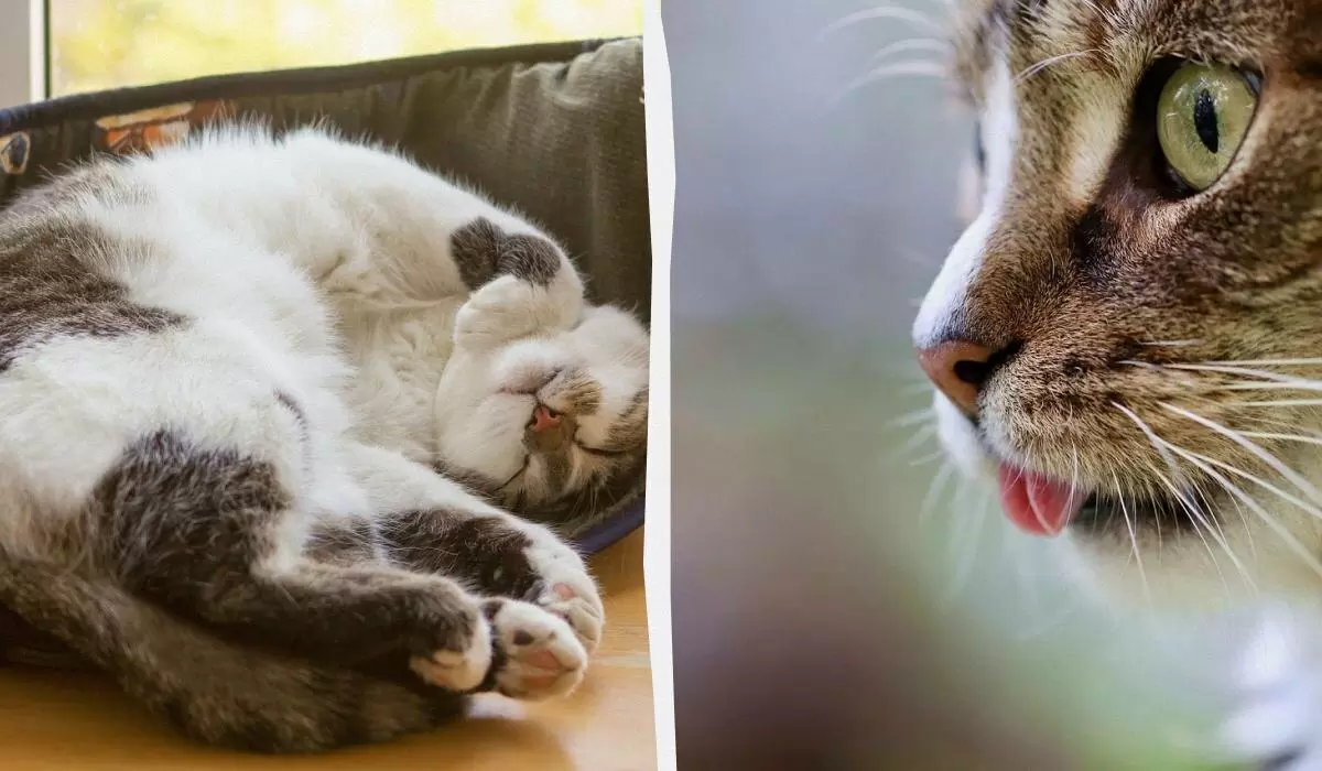 Почему кошки трутся об углы: 4 интересные причины их поведения