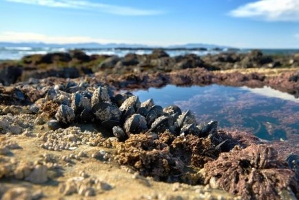 Мидии: морские деликатесы, которые подойдут для любого стола