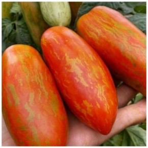 ����� ��������: ���������� ���� � ������� ����������� ��� ��������