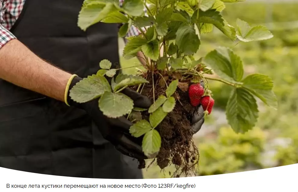 Пересадка клубники в августе: как правильно подготовить грядки и посадить ягоды