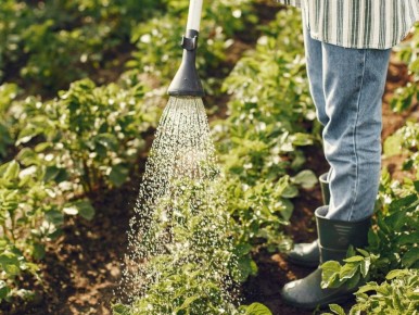 ��� �������� �������� �������� � ����: ������� � �������