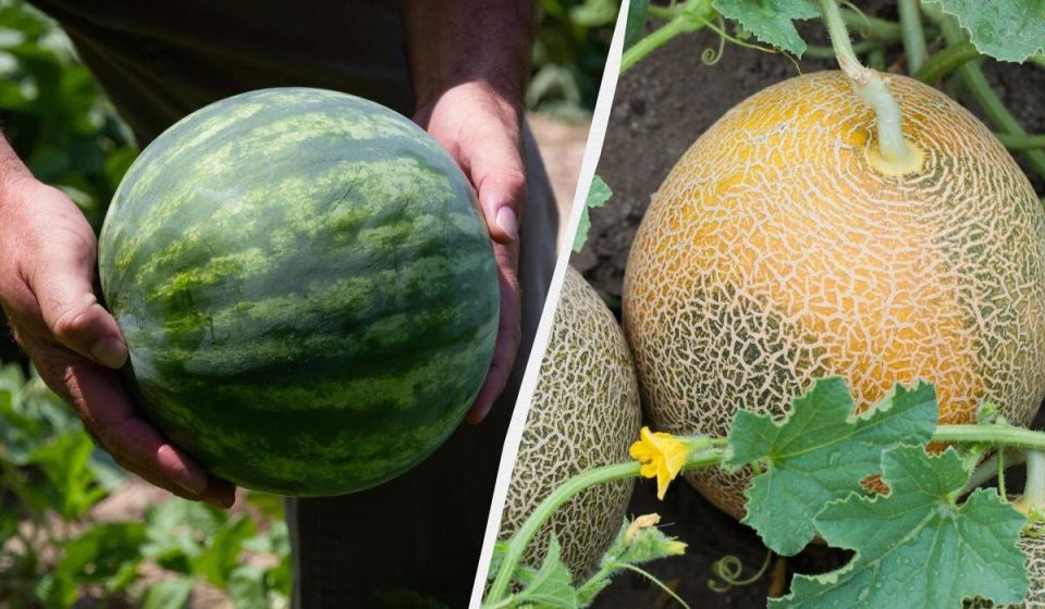 ����� ������� ������ � ����: �������� �������