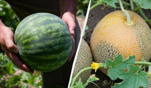 ����� ������� ������ � ����: �������� �������