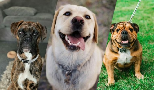 Спокойие и дружелюбные: 13 пород собак, которые не угрожают людям