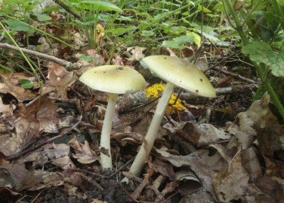 ������� ������� �������: ������� ���� �� ������ ����