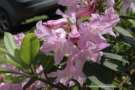 ��� ��������� ������������� ������������: ������� �� ������� ���������