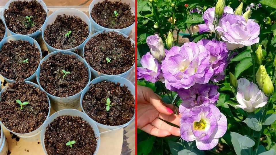 ������� � �����: ��� ���������� ������� �������� �����