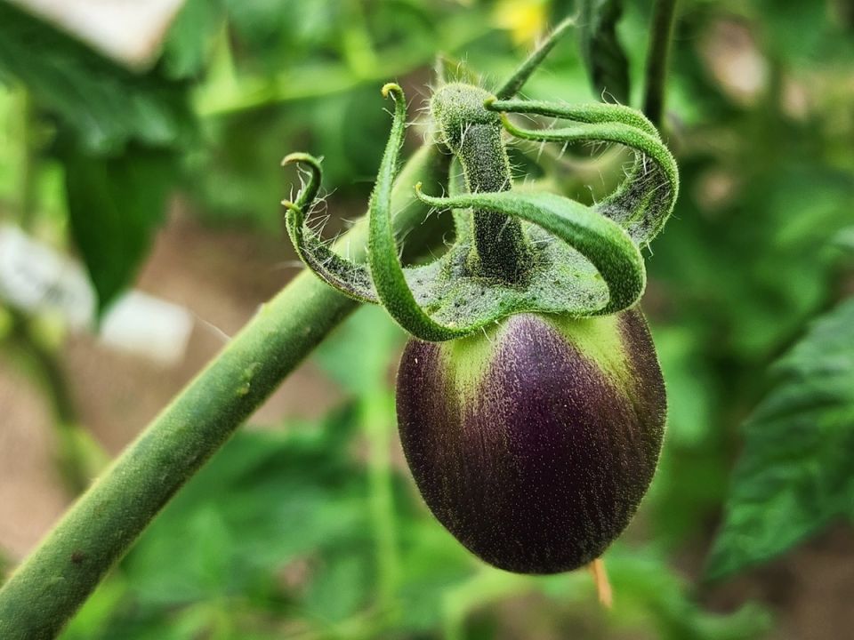 ������ ������� crucial ��� �������� ����� �������: 2 ������ �������