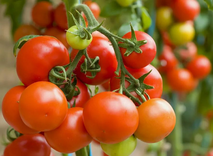 ������� ��������� ����� �� �������� � ���������� � ����: ��� ������ ��������