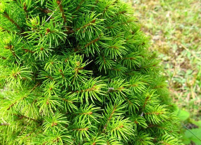 ���������: ��������� �������� ��������, ��������� �������� ��� ��������