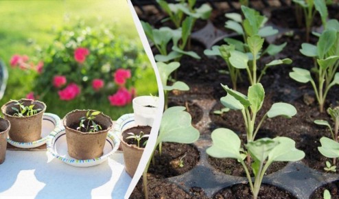 ������� ������: ��� ���������� ������������ ������� ����������