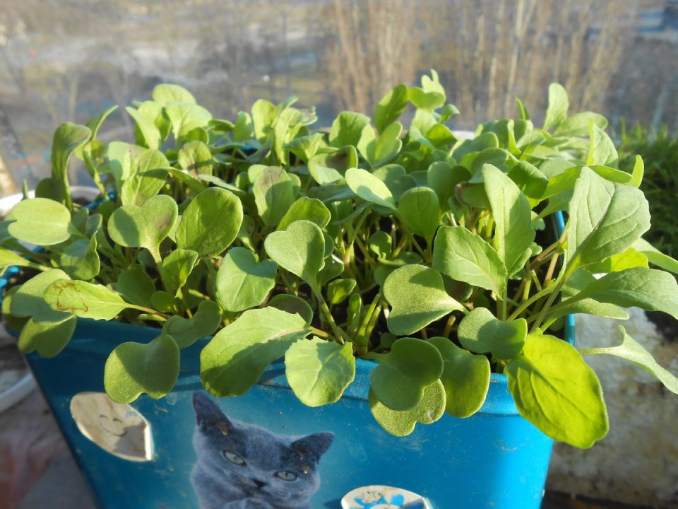 �������: ��� ��������� ��������� �������� �� ����������� � � ����