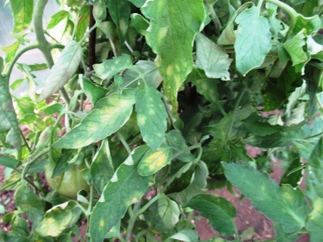 ��� ������ ������: ������������ ����������� �� ������ � �������������� �������