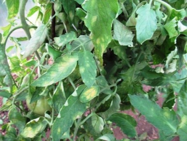 ��� ������ ������: ������������ ����������� �� ������ � �������������� �������