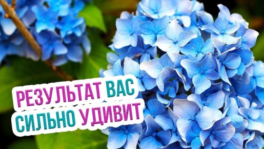 ��� ��������� ���������� ��������� � ������: ������ �� �����