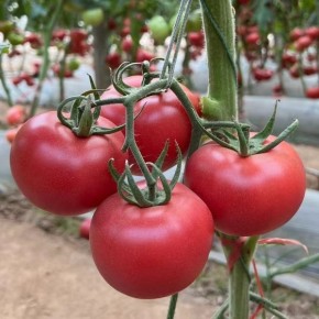 ����� ������: ������������� ������ ��� ������ �������