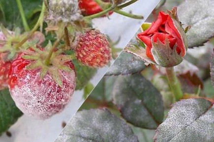 ����������� �������� ������ ��������� ����: �������� ���� ��� � ������