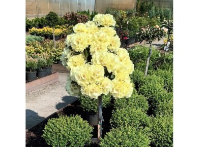 �������� ��������� �������������