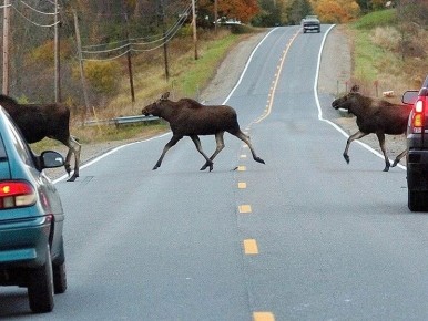 ������������ �������������� ������������: ������ �������� ������� �� ������