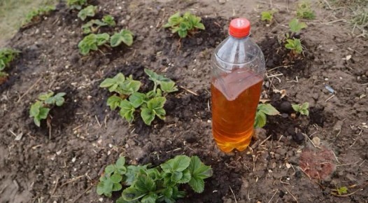 �� �������� ����: ��� �������� �������� �� �������� � ���������� ������