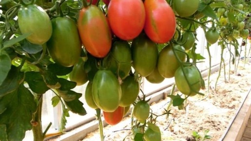 ������� �����: ��� �������� �������������