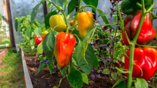 ��� ������� �������� ������������ ���������� ����������� �����