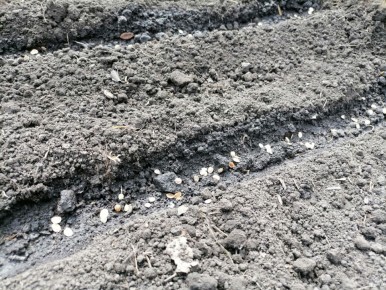 ��� �������� ����� �� ������� � �������� ��������� �����