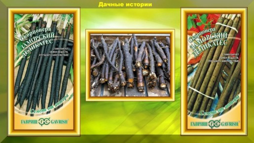 ����������: ������ ������� � ���������� �������� �������