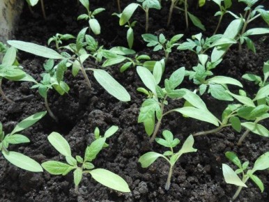 ������ � ����: ���� �� �������, ���� ���� �� ���������