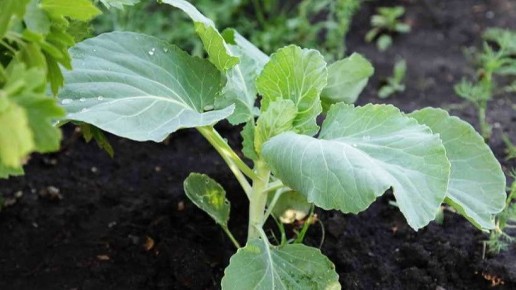 ������ ���� ������� �� ���������� ������? ����������� � �������� � ���� �������
