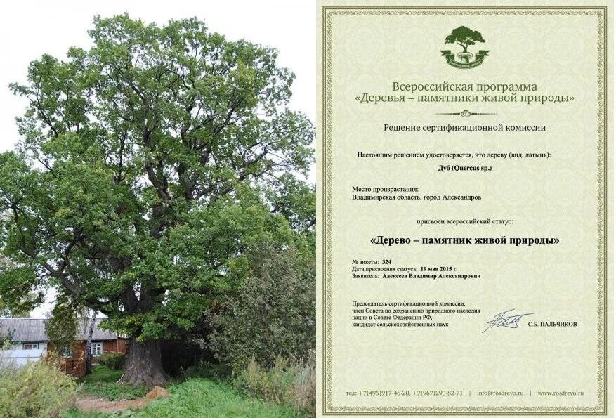 Александровский дуб претендует на звание главного дерева страны!