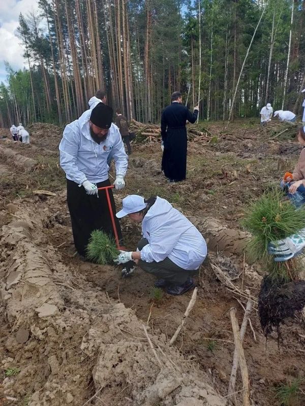 Более 35 тысяч новых сосен в память о героях Более 35 тысяч новых сосен в память о героях