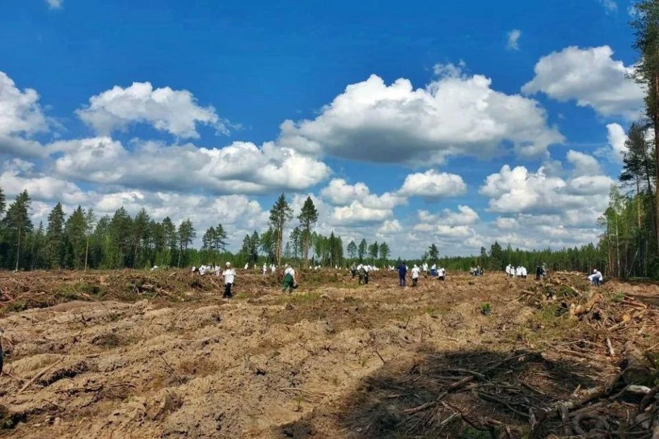 Более 35 тысяч новых сосен в память о героях Более 35 тысяч новых сосен в память о героях