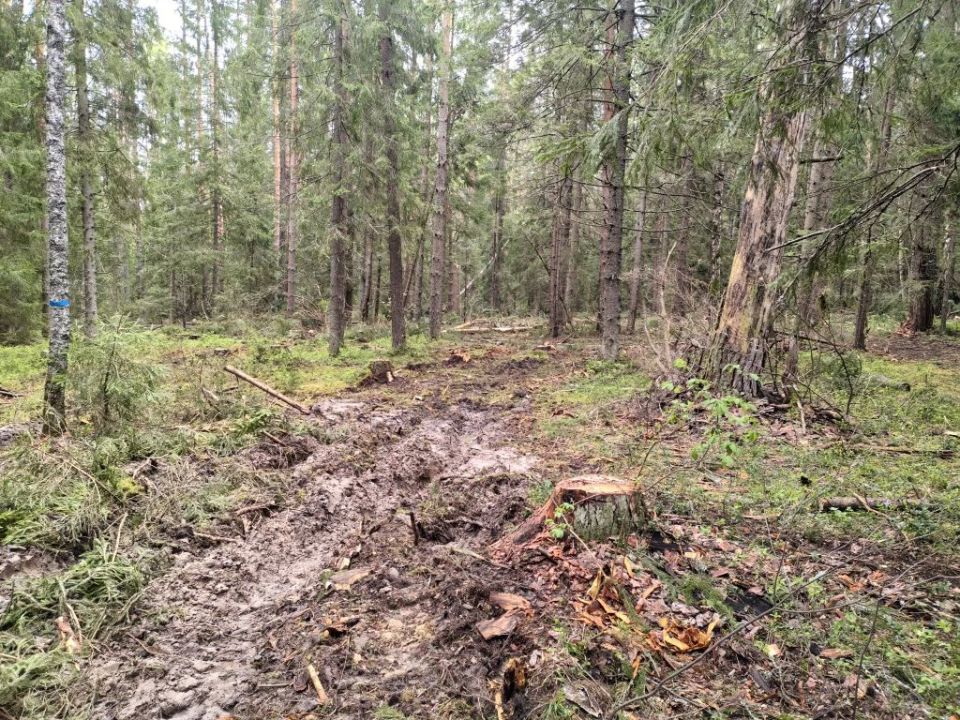 Владимирская природоохранная прокуратура требует дать уголовно-правовую оценку факту рубки лесных насаждений на территории Судогодского района Владимирская природоохранная прокуратура требует дать уголовно-правовую оценку факту рубки лесных насаждений на территории Судогодского района
