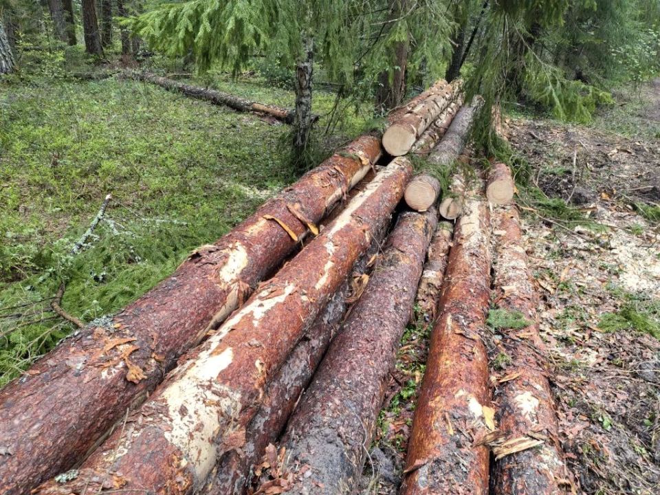 Владимирская природоохранная прокуратура требует дать уголовно-правовую оценку факту рубки лесных насаждений на территории Судогодского района Владимирская природоохранная прокуратура требует дать уголовно-правовую оценку факту рубки лесных насаждений на территории Судогодского района