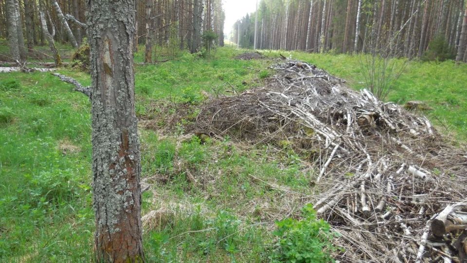 Прокуратура Меленковского района добивается устранения нарушений в сфере пожарной безопасности в лесах Прокуратура Меленковского района добивается устранения нарушений в сфере пожарной безопасности в лесах