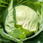 Как вырастить вкусную капусту: топ-5 сортов ранней капусты для вашего огорода