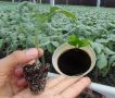 Аминокислотные удобрения: как они улучшают урожай и какие выбрать