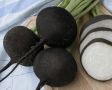 Чёрная редька: открываем секреты её полезных и вкусных рецептов