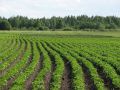 Как обеспечить стабильный урожай картофеля: секреты агрономов