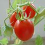 Как вырастить томаты Шарада: секреты обильного урожая с уникальным вкусом