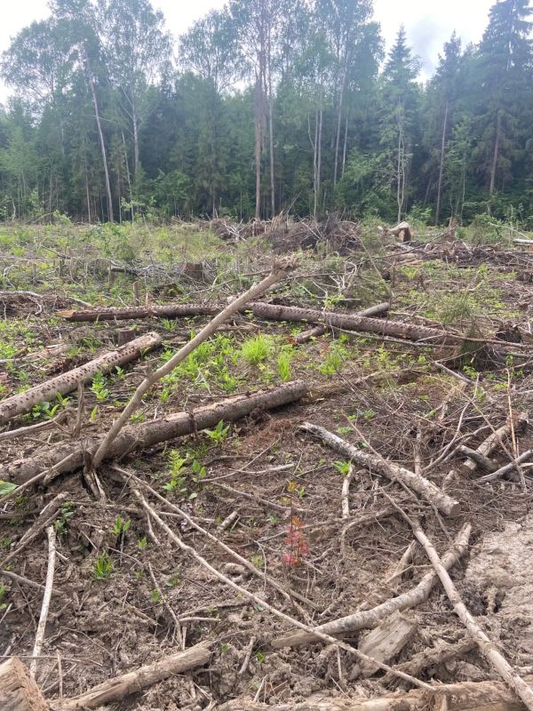 Александровский городской прокурор добивается устранения нарушений лесного законодательства Александровский городской прокурор добивается устранения нарушений лесного законодательства