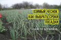 Как правильно выбрать сроки для посадки озимого чеснока: три секретные хитрости агрономов
