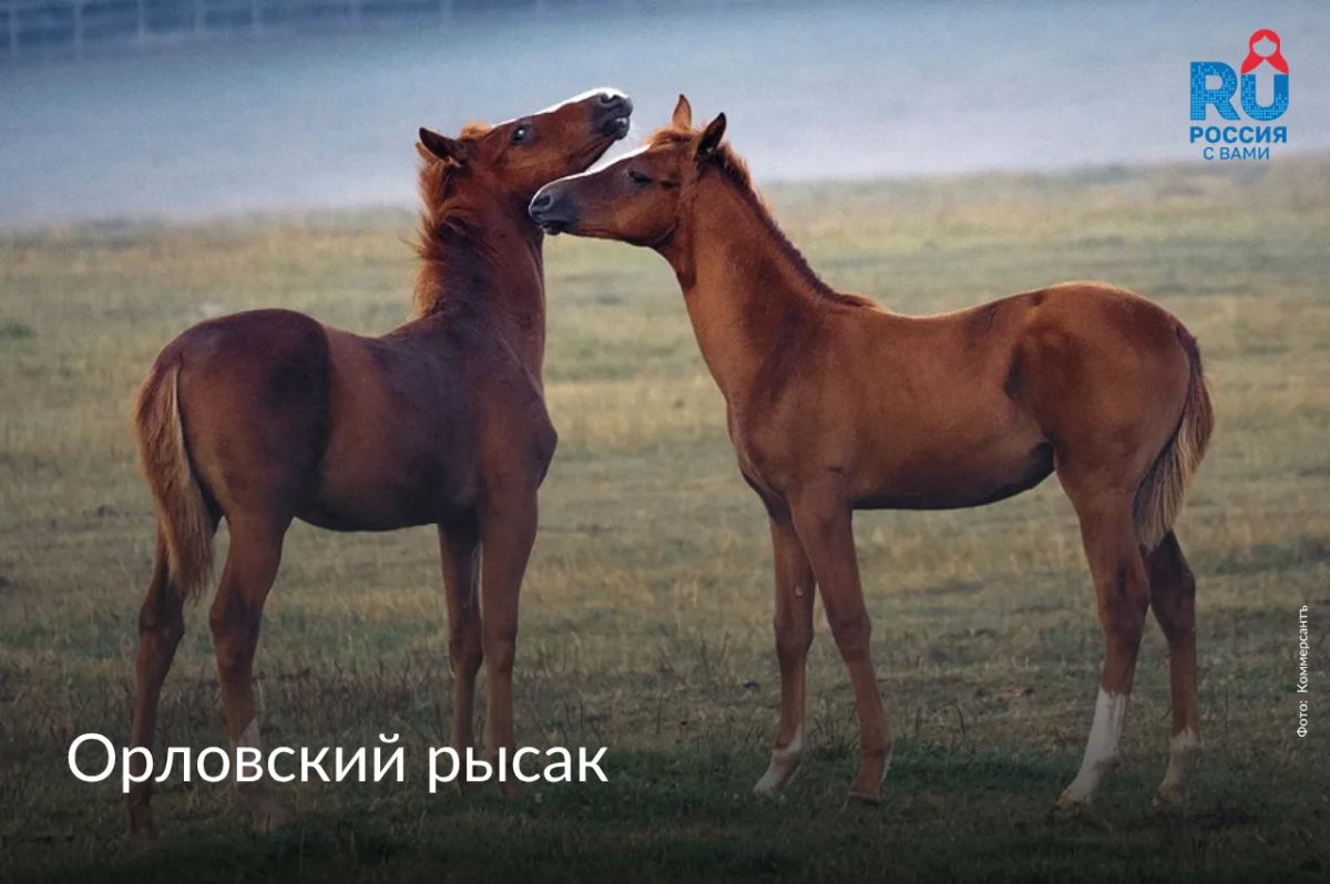 Сегодня, 11 июля, отмечается Всемирный день лошади Сегодня, 11 июля, отмечается Всемирный день лошади