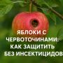 Как защитить яблоки от червоточин без химии: практические советы